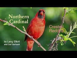 Northern Cardinal – Crested Redbird