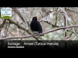 footage    Amsel (Turdus merula). Common blackbird