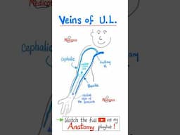 Veins of Upper Extremities (Upper Limbs) - Anatomy...#anatomy #physiology #biology #nurse #doctor