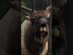 Bull elk bugling