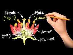 Sexual Reproduction in Flowering Plants || in Hindi for Class 10