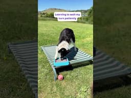 OneMind Dogs Foundation exercises - Fun dog training exercises for a happy dog!