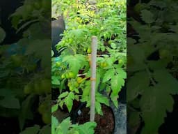 Dwarf Tomatoes #organicgarden #viralvideo #viralshort #fruit #tomato #nature #plants