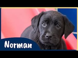 Meet our latest Sponsor a Puppy trainee Norman