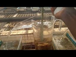 Tilapia fish farming: How to add salt to incubation jar during hatching