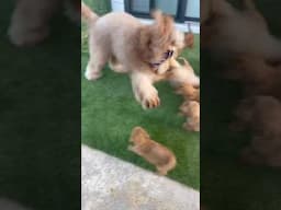 Watch my dog learn to be a Big Brother! #goldendoodle #puppies #bigbrother