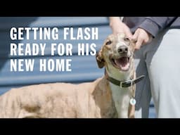 Getting Flash ready for his new home | We're all in, for them