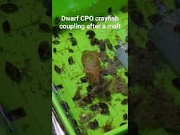 Dwarf CPO crayfish coupling after a molt