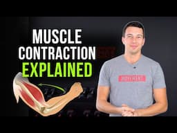 Exercise Scientist Explains How a Muscle Contracts