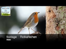 footage   Rotkehlchen (Erithacus rubecula)   Robin