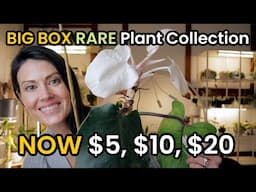 Big Box Rare Plant Collection- $5, $10 & $20 Rare Indoor Plants From Walmart, Lowes & Home Depot