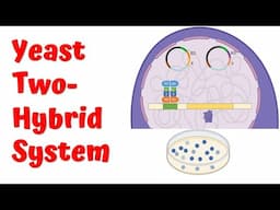 Yeast Two Hybrid System 4K animation || Protein-protein interaction