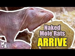 Naked Mole Rats | Part 2 Set-up Overview