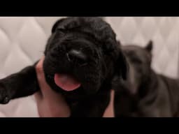 Cane Corso puppies sick? Can we help them?