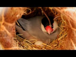 നമ്മുടെ കിളികൾ എല്ലാം മുട്ടയിട്ടു 😍| Finches Birds Breeding Malayalam | MY PET PLANT