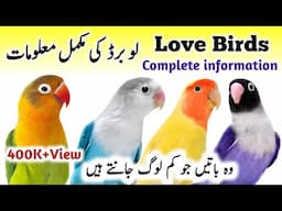 LoveBirds Breeding Tips | LoveBirds as Pets Business | LoveBird Nest Box Cage | Love Birds Diet Feed