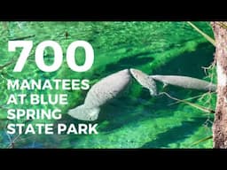 700 MANATEES at BLUE SPRING State Park | Diving at Blue Spring | Florida Springs | Manatees