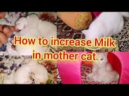 How to increase milk in the mother cat | Lactating Cat | KITTYcat Vlogs