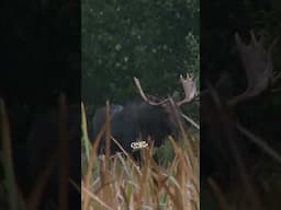 Bull Moose Shaking Off Water!!