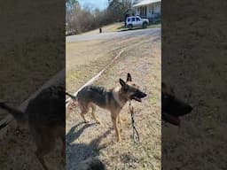 Walk the dogs on a beautiful day. #prepper #automobile #ghilliesuit