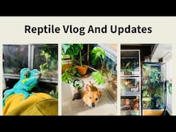 Random Update/ Vlog