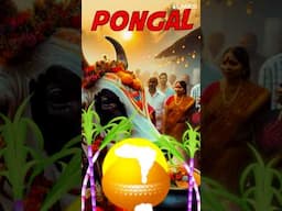 Why is Sugarcane harvested in Pongal?