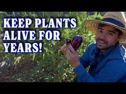 How I Keep The Same Eggplants & Peppers Alive For YEARS!