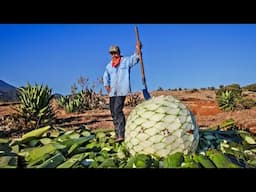 From Agave To Glass: The Tequila-making Process