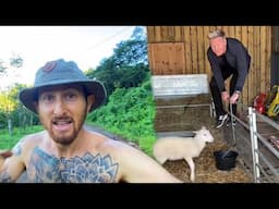 A Vegans Response To Gordon Ramsay "Yummy" Sheep Tik Tok