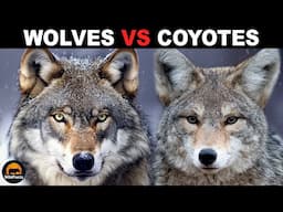 What Is The Difference Between Wolves And Coyotes?