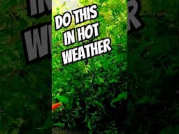 DO these 3 Things in HOT WEATHER #tropicalfishtank #fishaquarium #fishtank #aquarium #aquariumfish