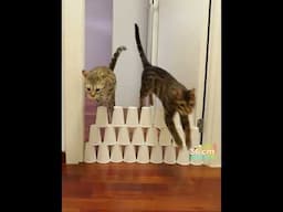 Bengal Cats vs Paper Cups