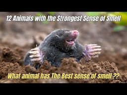 🏆 12 Animals with the Strongest Sense of Smell 🔥 Best sense of smell in animal kingdom 🎯