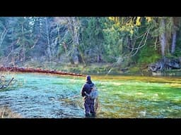 Not a What I Expected - Olympic Peninsula Steelhead Fishing