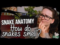 SNAKE ANATOMY: How do snakes smell?