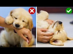 Do This Every Day To Stop Golden Retriever Puppy Biting