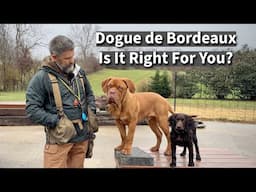 Dogue de Bordeaux | Is It Right For You?