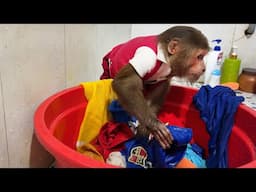 Monkey doing housework makes fans incredibly surprised 🐒😱