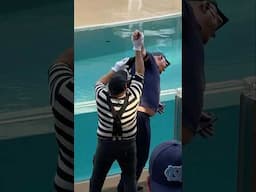 Ran off with the bag 😬🤣 Tom mime Seaworld #seaworldmime #funny #comedy #funnyvideos #tomthemime