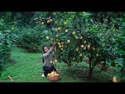 Harvesting Golden Lemon from My Backyard! Have You Tried Spicy Lemon Dish?