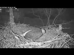 Live! From the NCTC Eagle Nest - Camera 1