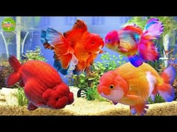 How to Improve the Hatching Rate and Survival Rate of Goldfish?