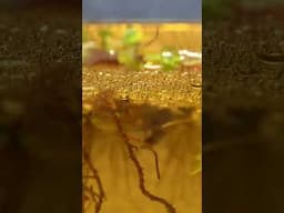 Betta Bubble Nest Timelapse