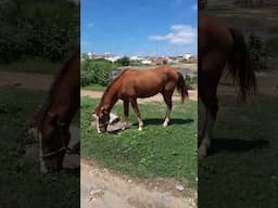 VENDE-SE cavalo selado apenas R$ 1500,00 em Taperoá/PB