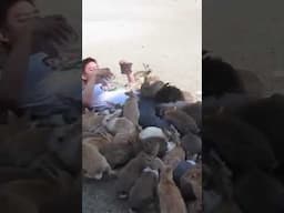 Guy gets smothered by rabbits on Japan’s Rabbit Island