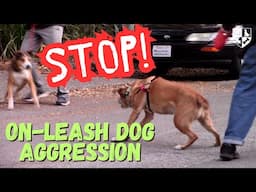 Stop on Leash Dog Aggression