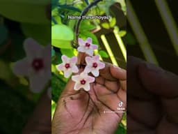 Can you name these Hoya blooms!? #hoya #hoyabloom