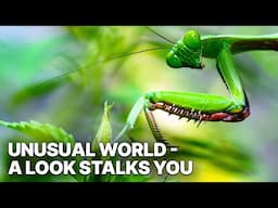 Unusual World - A Look Stalks You | Nature's Biodiversity