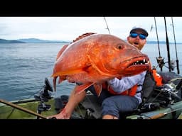 Offshore Kayak Fishing: BIGGEST Snapper on Earth! (CATCH CLEAN COOK)