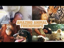 Animal Adventures: Exploring Unusual Animal Companionships